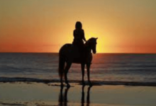 The Art of Precision: Understanding Dressage Scoring in Competitions