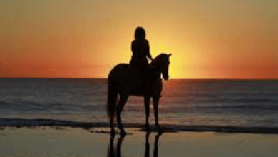 The Art of Precision: Understanding Dressage Scoring in Competitions