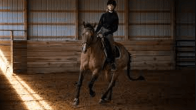 Grace and Precision: The Essential Movements in a Dressage Test