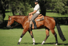 What are some examples of less common riding disciplines, such as reining or side-saddle riding?