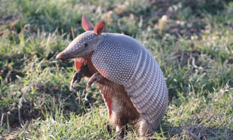 Cute:9cz6lge6wlg= Armadillo