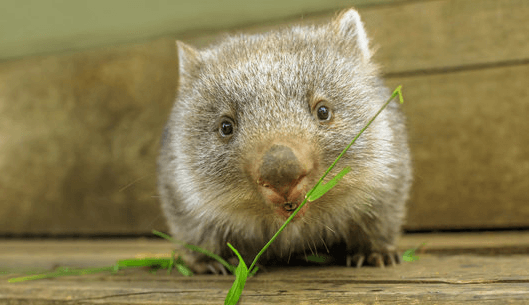 Baby:02elx4hzhve= Wombat