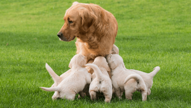 Baby:1ilbif3lcvu= Golden Retriever