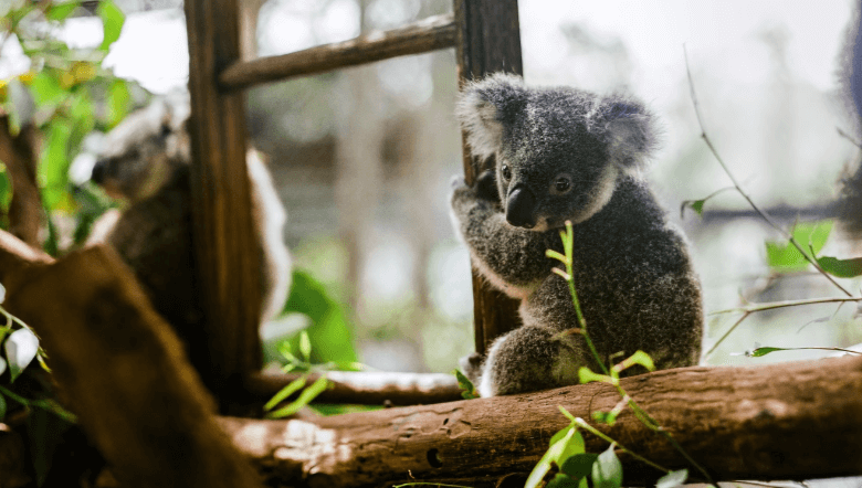 Baby:1nnnuifv0cu= Cute Koala