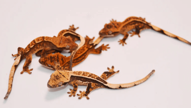 Baby:1ytt4jkchgo= Crested Gecko