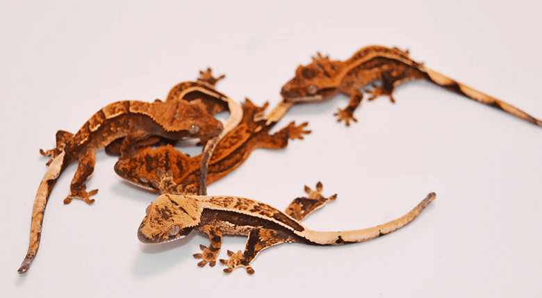 Baby:1ytt4jkchgo= Crested Gecko