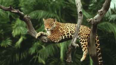 Wild:4spq6475rvm= Jaguar
