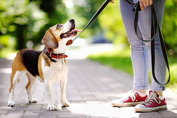 Vibrating Dog Collars