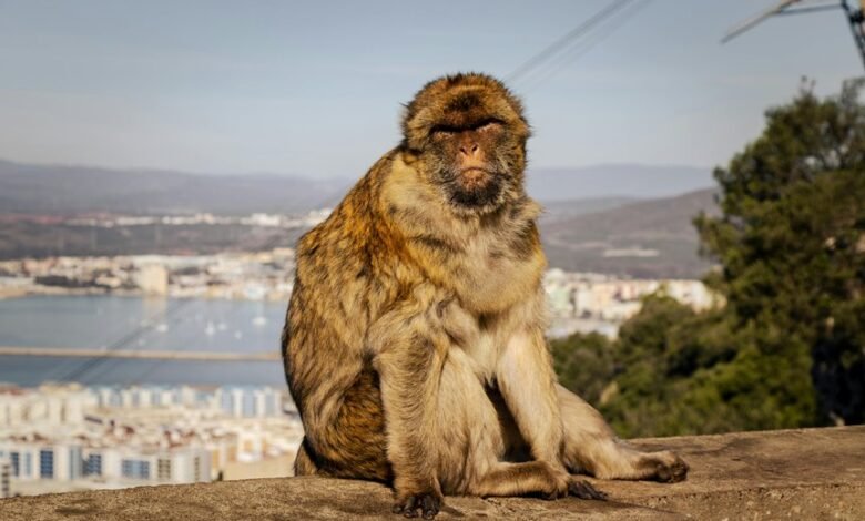 9anime status and updates