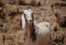 kurir vesti dana summary