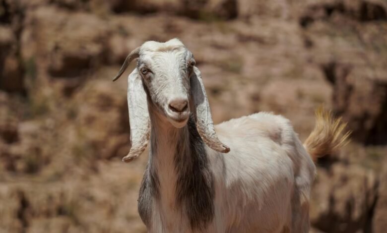 kurir vesti dana summary