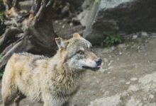 alpha stream dynamics identifier 653650020