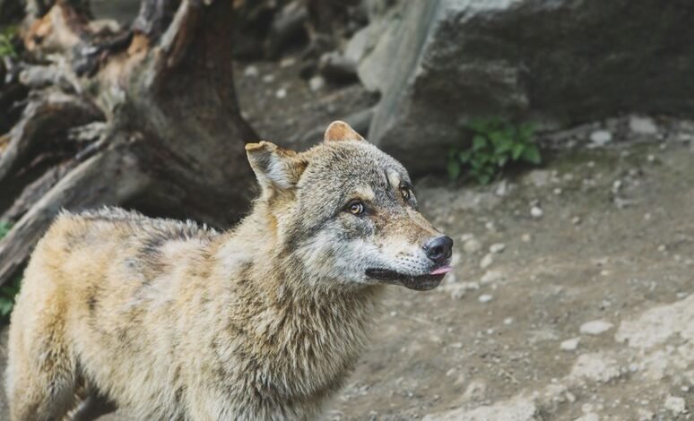 alpha stream dynamics identifier 653650020